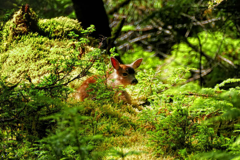 Sitka deer, Windy Bay, Haida Gwaii, BC